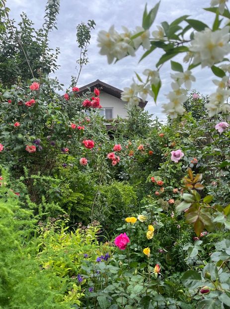 560C91DE-46BA-45D9-8191-B0AE70A41E09 - Trandafiri 2022