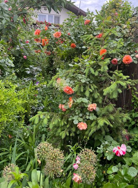 D7D985E1-0E7B-4A0C-B54A-D86D3B105A9D - Trandafiri 2022