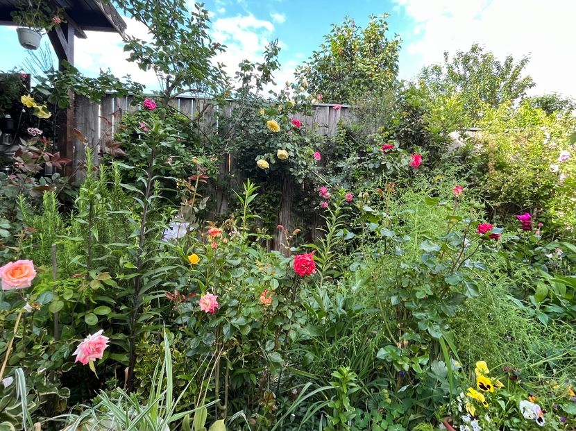 F176CCFC-06FB-4C8A-AB57-A19BCB22185C - Trandafiri 2022