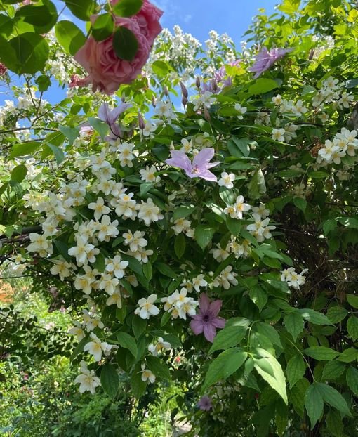 1B0BDD07-2408-4A81-8E42-6C1A607D187F - Trandafiri 2022