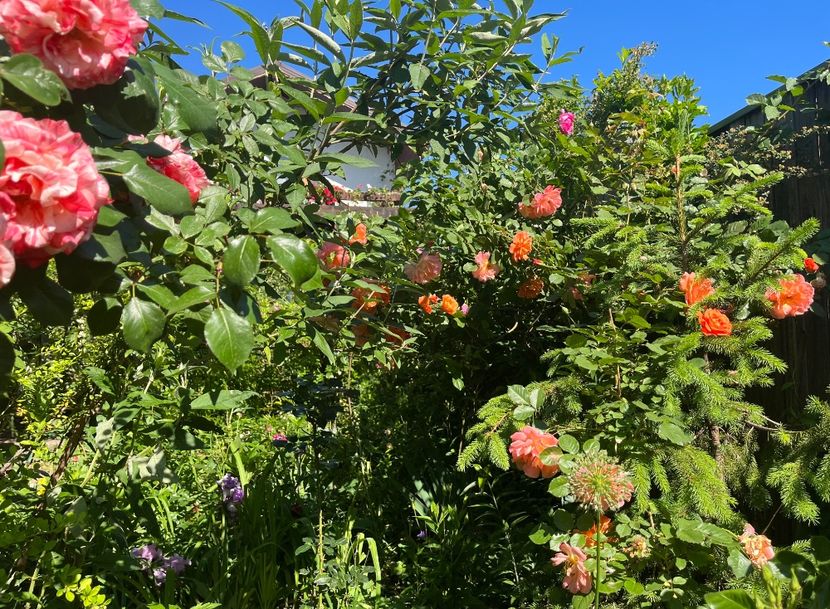 A2BF1E6C-119B-4778-BA1D-B5C8AE694F6B - Trandafiri 2022