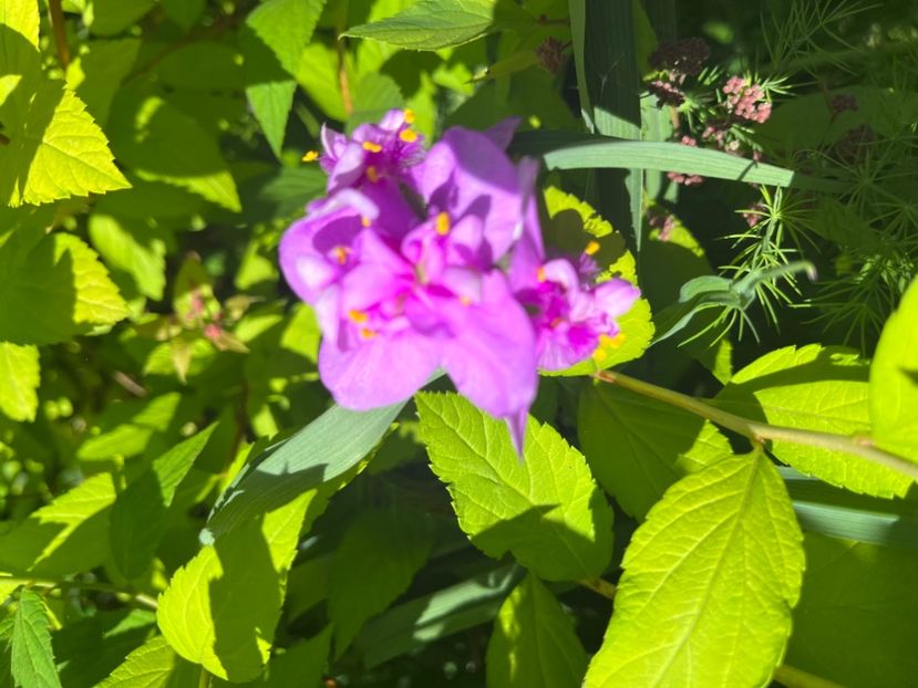 B6D1C1A7-9C50-4A51-99F9-3AA472F8F04A - Trandafiri 2022