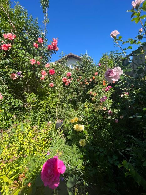 F6C1C08D-4F72-4C3B-97A6-A6876C883184 - Trandafiri 2022