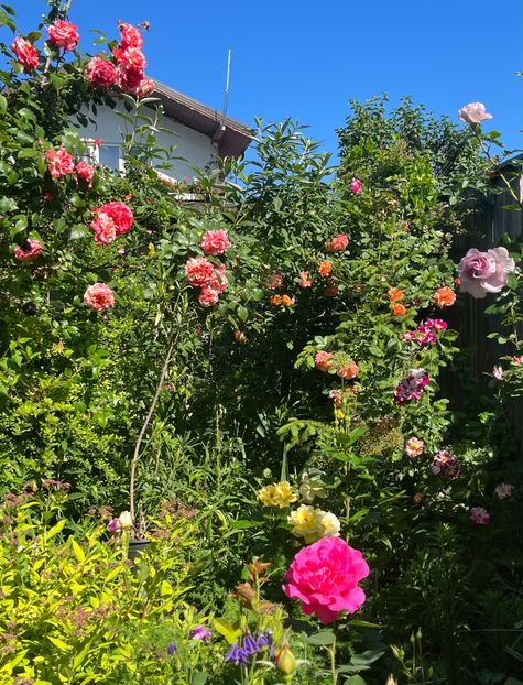 F7AF9DC6-DDAB-4EB8-8217-5E71EF721EB1 - Trandafiri 2022