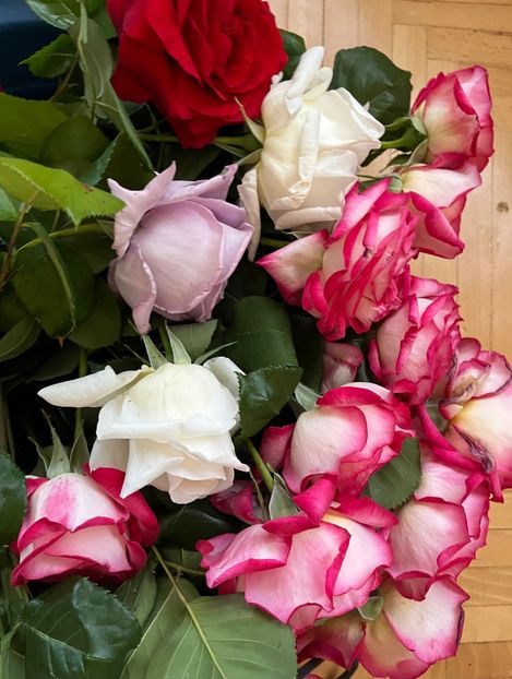 284E1F6A-6229-49E6-89A9-DA65F1268A4B - Trandafiri 2022