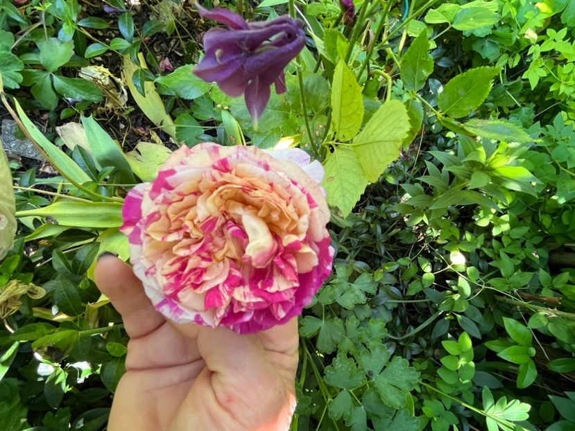 95A20C8A-3016-46C6-97C6-CA22BFB36594 - Trandafiri 2022