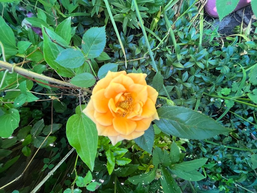 5E97F493-5430-4C5C-A3FD-C01BB21000F1 - Trandafiri 2022