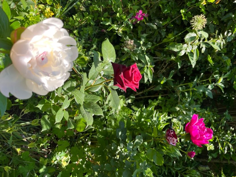 0130A869-B223-4EF2-881A-62494435E2B0 - Trandafiri 2022