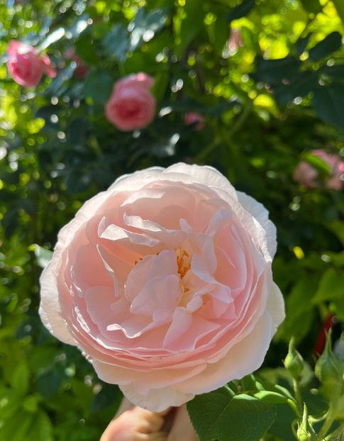 103087AD-51A4-4F52-B4BE-281D006A1E7B - Trandafiri 2022