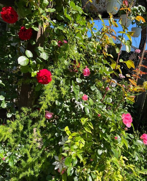 1D94AFFB-AE60-4598-9663-2168A78A475A - Trandafiri 2022