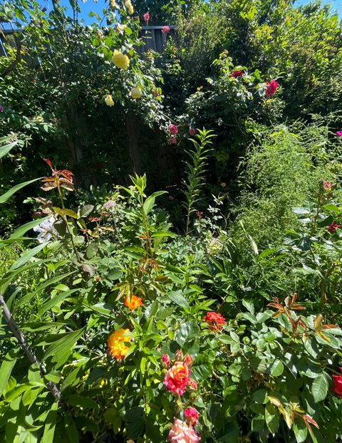 AA98DAA3-94B6-4711-B158-C105C2D25944 - Trandafiri 2022