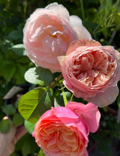 F9F44B1B-66ED-4AB5-A9B6-9C7D78E62A89 - Trandafiri 2022