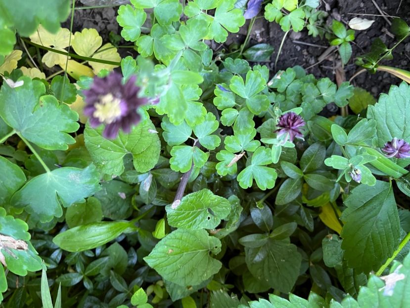 BEDEB0A0-EBAC-46E7-BEE5-12A1132FEA8A - Caldaruse 2020-2023