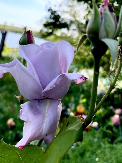 91591CB1-A8FA-4B55-AAAB-8FE4B690FAE1 - Trandafiri 2022