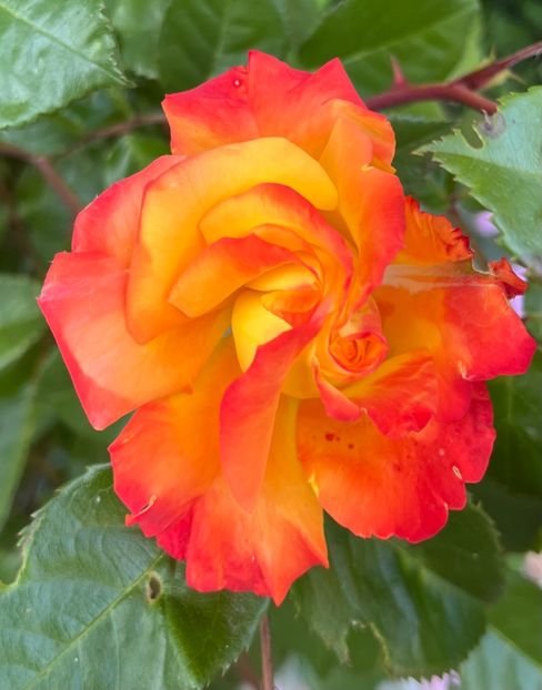 4D2FA129-3B24-4CF9-9CEA-9AEB103E134D - Trandafiri 2022