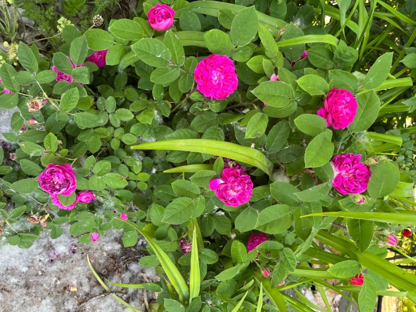 FDF759BE-B0E0-42BC-9B9B-A495B4BA159B - Trandafiri 2022