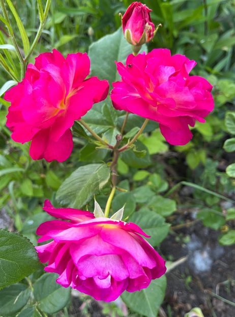 385EF050-EF19-4DA7-9E99-7F289B869FCF - Trandafiri 2022