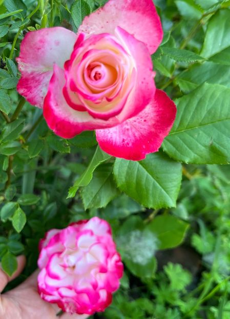 C3A32EA5-5788-47E7-BC06-017E0134FAC9 - Trandafiri 2022