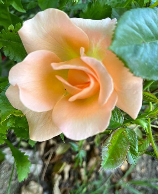 4FE50DAB-F06B-416A-A0D9-3FF2DA7DBB81 - Trandafiri 2022