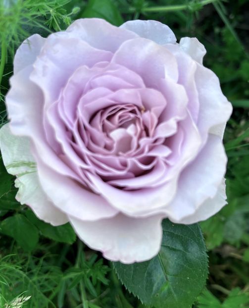 23EB6E31-8E50-44C3-B3DD-BD95349A30FD - Trandafiri 2022