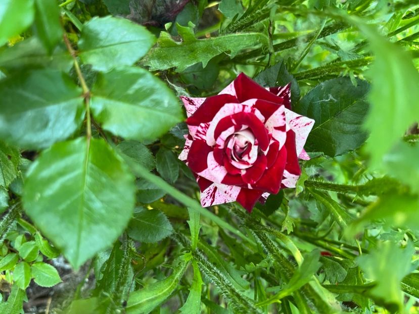 B5611C31-EBA9-4EDE-BF4D-197438CFADC8 - Trandafiri 2022