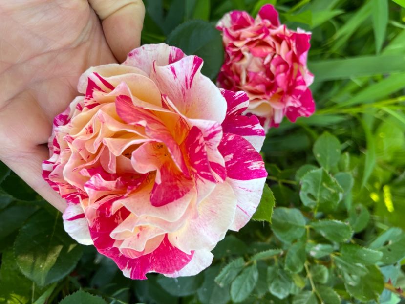 40E521D1-D3D7-43FC-A250-764CF98D5EF2 - Trandafiri 2022