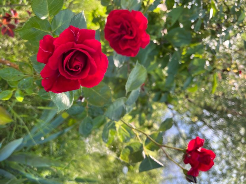 9D768F3A-3865-4C19-BCD6-3BB64E15D078 - Trandafiri 2022