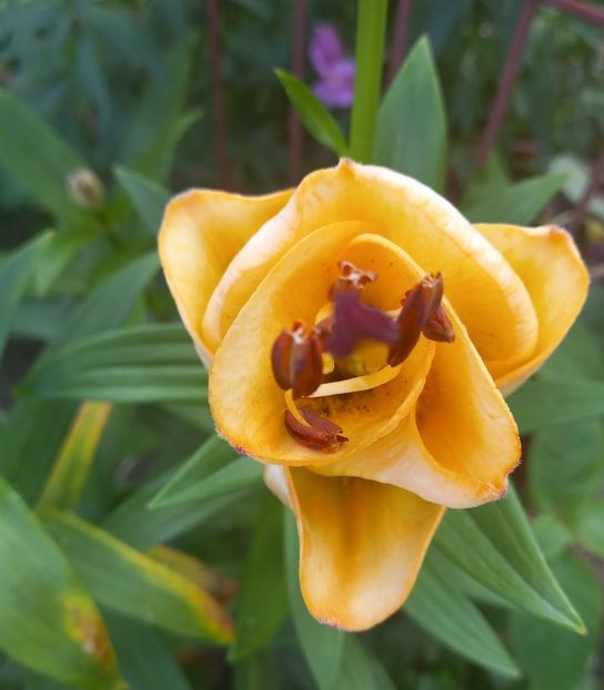  - Sub tutela soarelui