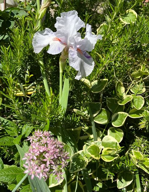 D51A67D8-063D-493C-8E8B-66D40D9ECF13 - Bujor