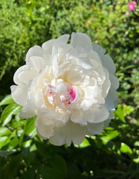 E65F4CB6-38BD-4E4B-B8B4-DB0C905EC7DE - Bujor