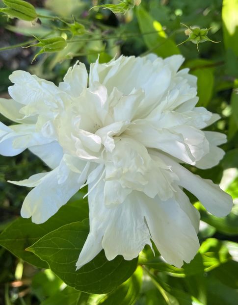 E1B56EC7-8BC4-44F0-B267-3C0345B6BAD2 - Bujor