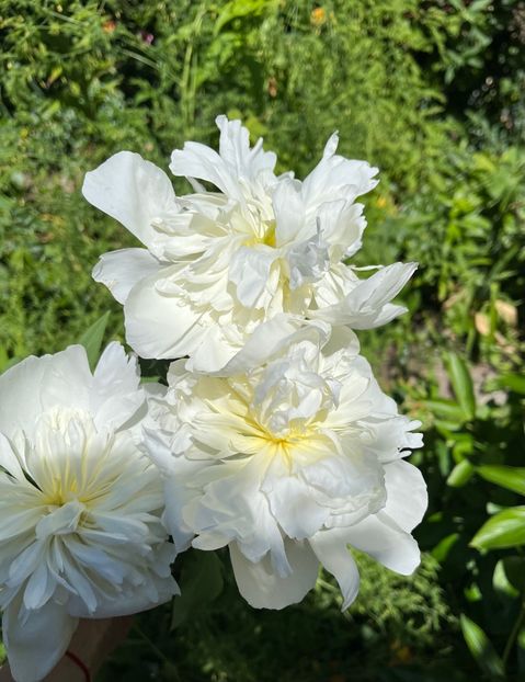 CEEA5A2A-1B4E-43E7-BD25-FF0E845216C1 - Bujor