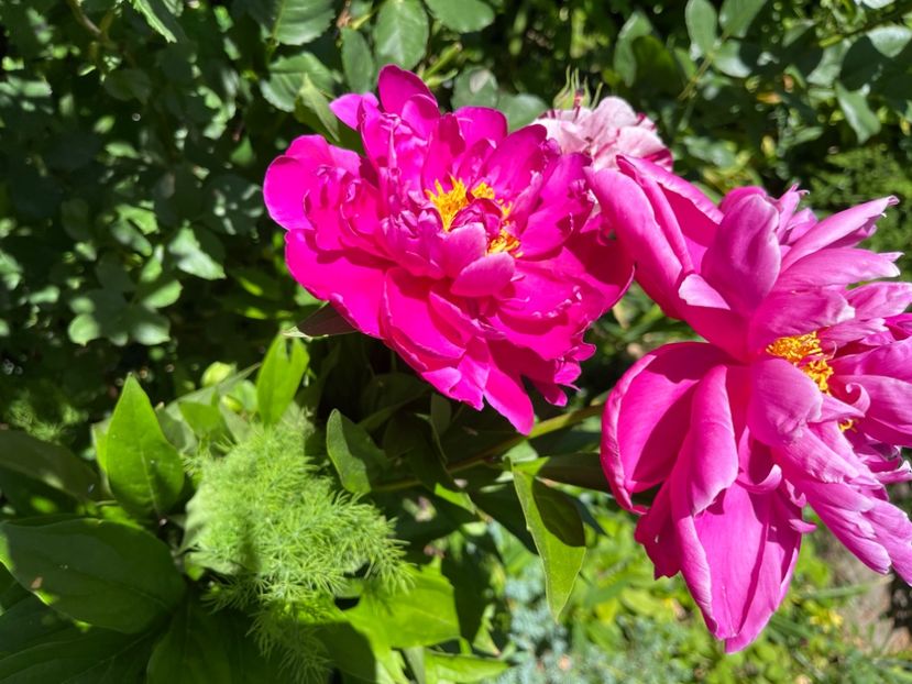 37D2830B-C015-4DC1-9998-252024B81586 - Bujor