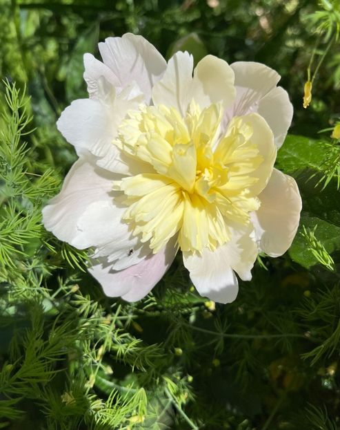 0BC26BC8-EF8E-4C4A-B9DE-883B281B9C3D - Bujor