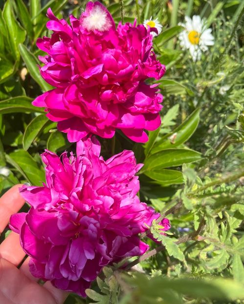 86B93E35-ACCE-414A-8D45-3F131F647401 - Bujor