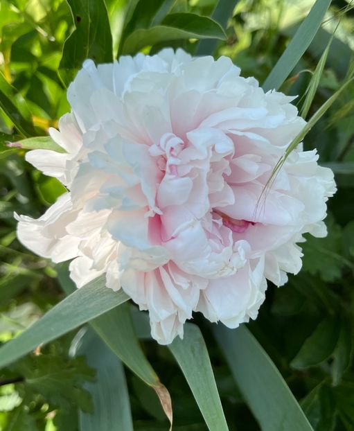 8350832D-5EB4-4589-B506-00FE3DE18927 - Bujor