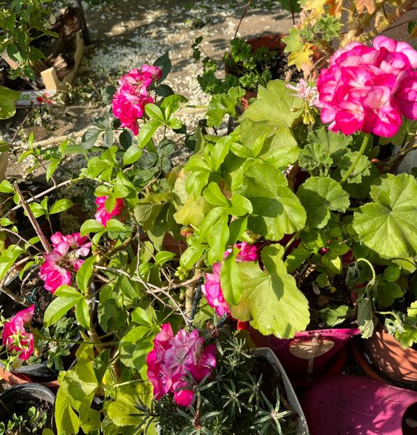 911EE481-BBC8-4B28-A79F-1039ECAC5D99 - Muscate 2021 22