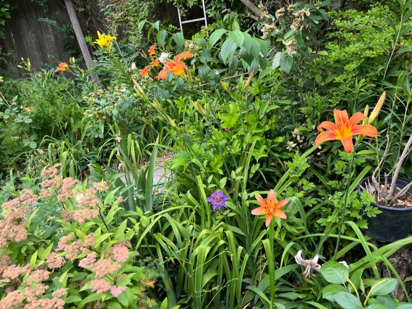 A63A090B-910A-472C-AE99-C35B43D57E5E - Crini 2021 2022