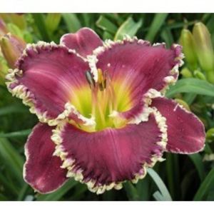 hemerocallis-bettylen-250x250 - Hemerocalis 2022