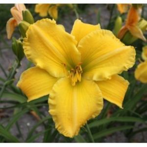 hemerocallis-spacecoast-scrambled-250x250 - Hemerocalis 2022