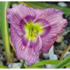 hemerocallis-siloam-new-toy-250x250 - Hemerocalis 2022