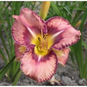 hemerocallis-mildred-michell-250x250 - Hemerocalis 2022