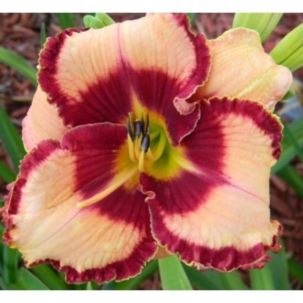 hemerocallis-lies-and-lipstick-500x500 - Hemerocalis 2022