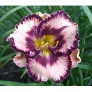 hemerocallis-exotic-treasure-250x250 - Hemerocalis 2022