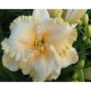 Hemerocallis-Enchanted-Forest-250x250 - Hemerocalis 2022