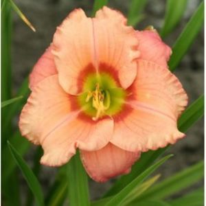 hemerocallis-elegant-candy-250x250 - Hemerocalis 2022