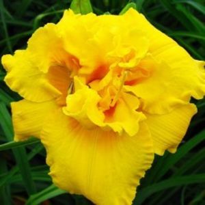 hemerocallis-egg-yolk-250x250 - Hemerocalis 2022