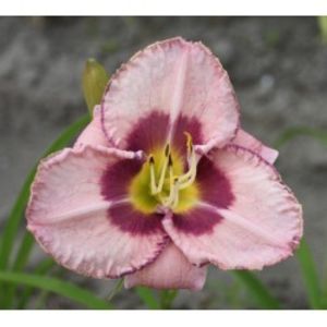 hemerocallis-edge-ahead-250x250 - Hemerocalis 2022