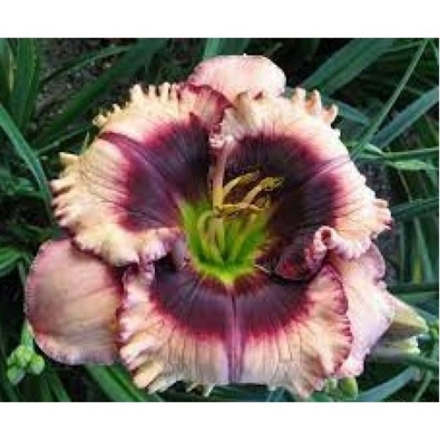 hemerocallis-crystal-pinot-500x500 - Hemerocalis 2022