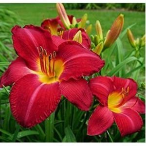 hemerocallis-charles-johnston-250x250 - Hemerocalis 2022